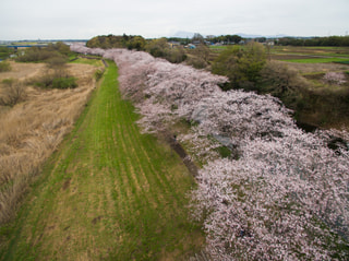 桜の開花情報